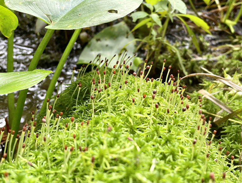 Sphagnum fimbriatum